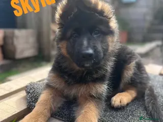 German Shepherd dogs Stunning GSD puppies for sale - Advert 6