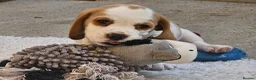 Beagle dogs for sale: Stunning KC Registered Beagle Pups- Ready 24.08.26 in Thirsk - Advert 6
