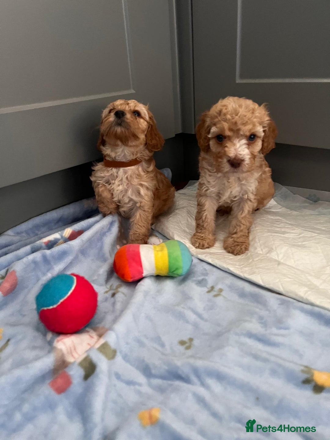 Cavapoo dogs for sale: * Cavapoo Boys available * - Image 9