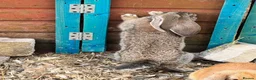 Continental Giant rabbits for sale: Giant conti with giant french lop - Advert 19
