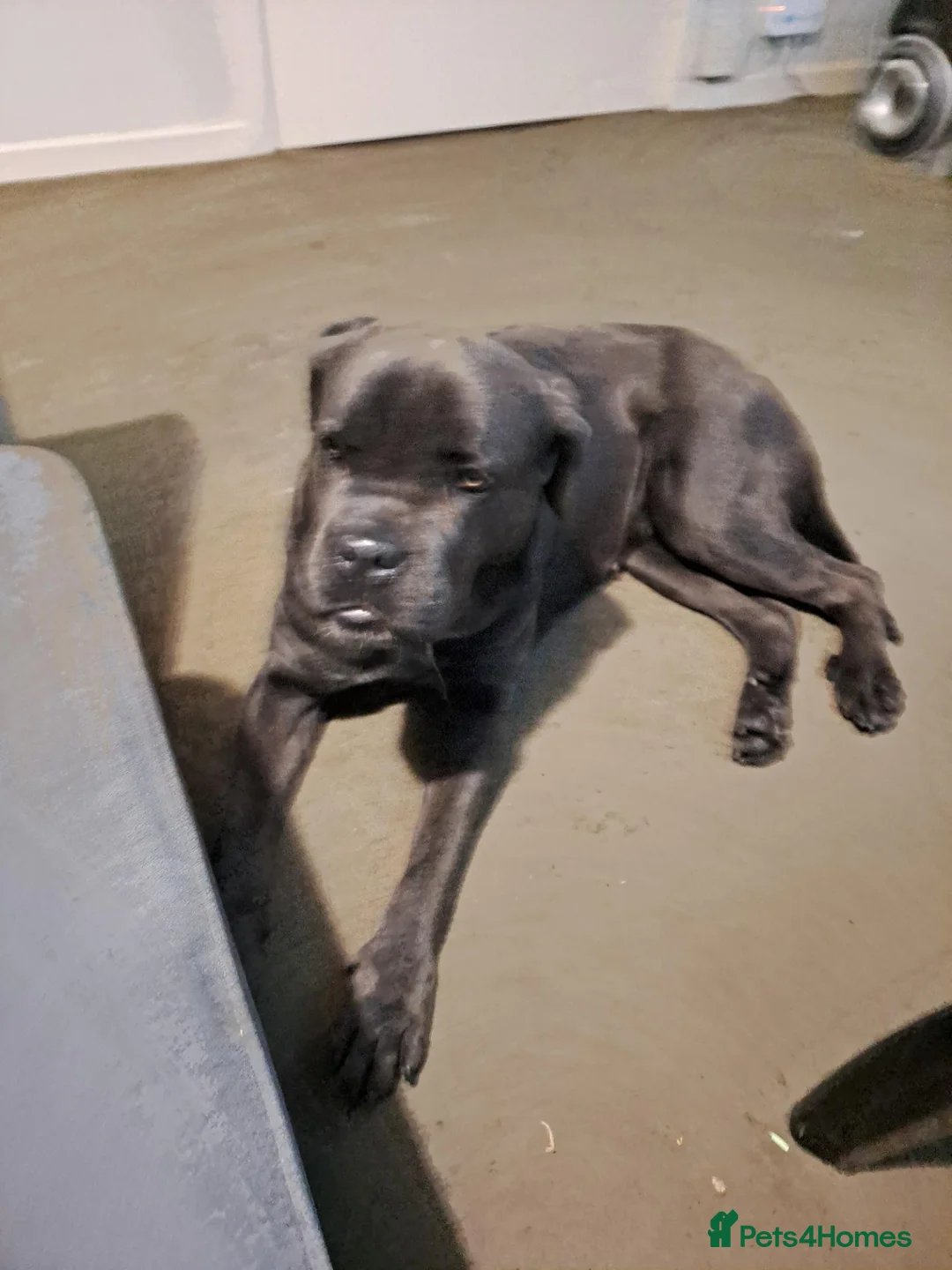 Cane Corso dogs for sale: 3 year old cane corso in Dewsbury - Advert 2