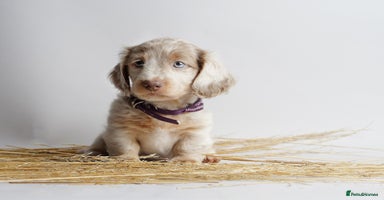 Miniature Dachshund dogs - Advert 7