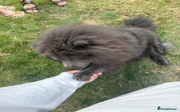 Chow Chow dogs for sale: Beautiful chow chow - Image 3