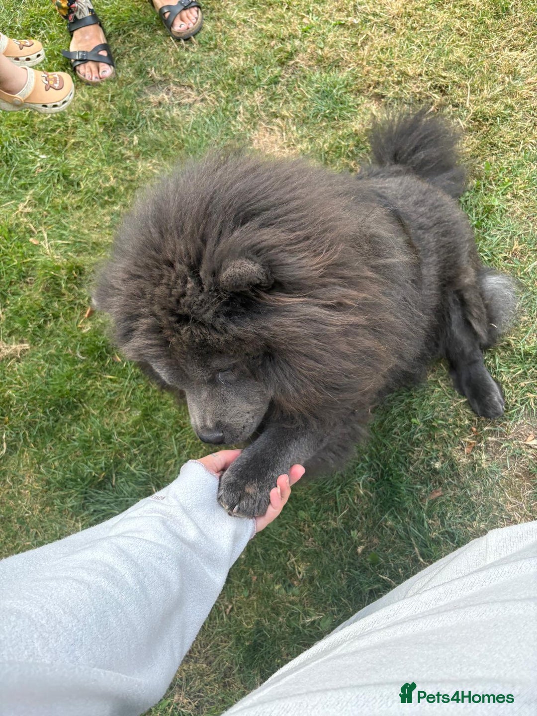 Chow Chow dogs for sale: Beautiful chow chow - Image 3