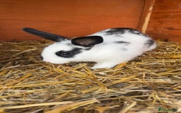 Mixed Breed rabbits for sale: 4 baby rabbits  - Image 3