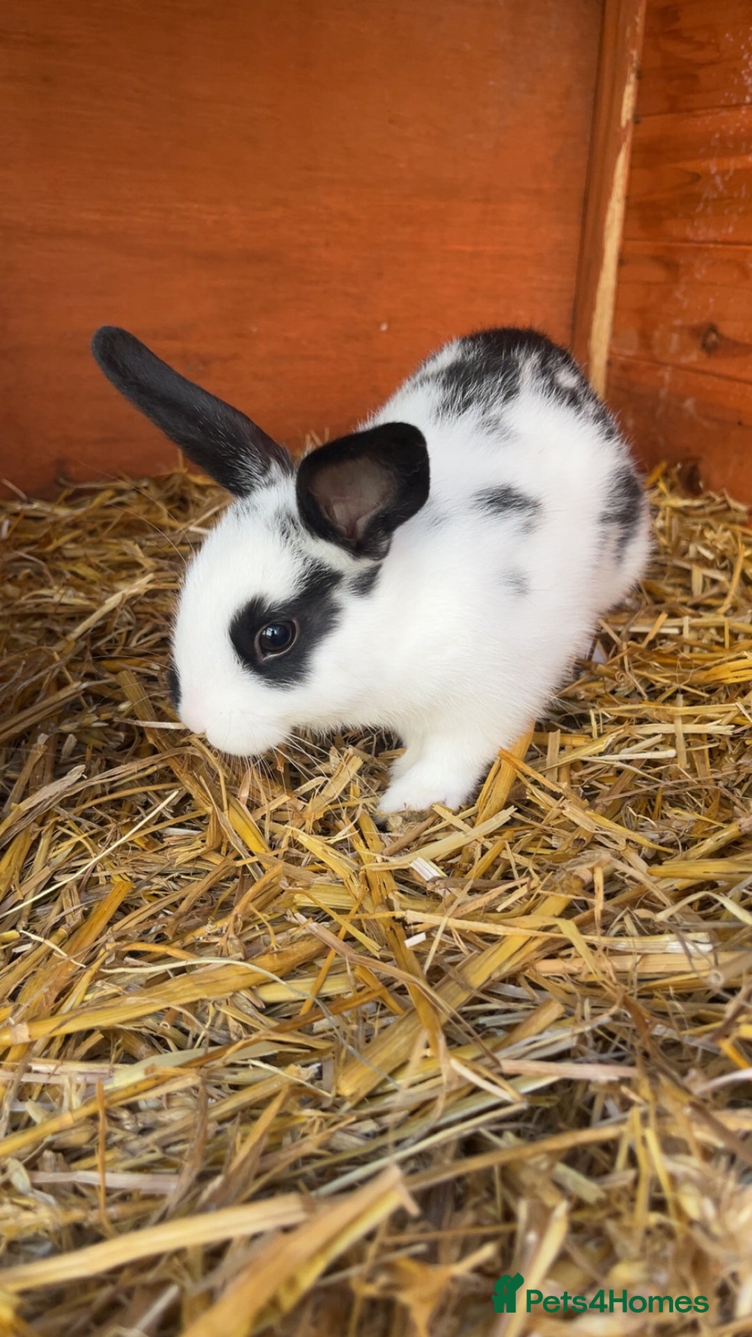 Mixed Breed rabbits for sale: 4 baby rabbits  - Image 3