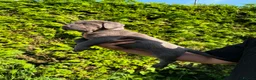 Cane Corso dogs for sale: Cane Corso puppies - Advert 16