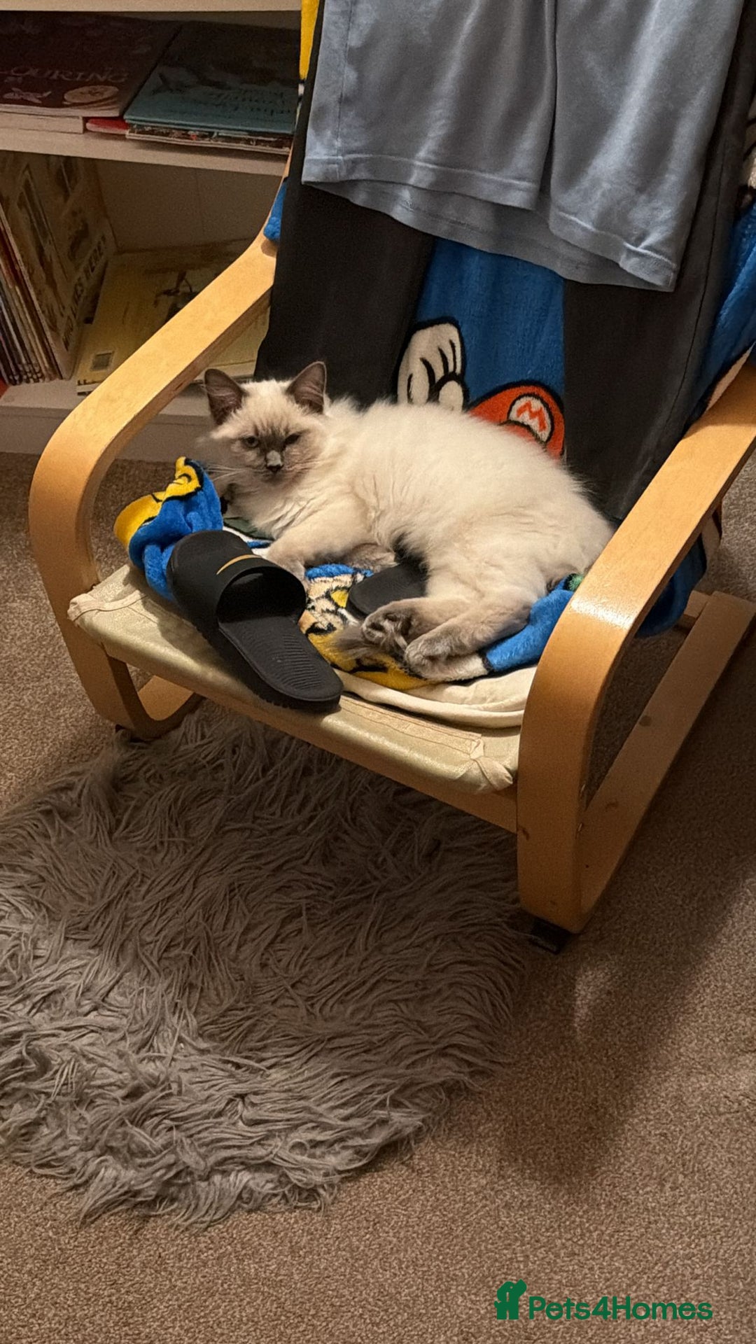 Ragdoll cats for sale: Beautiful ragdoll - Advert 8