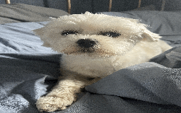 Maltese dogs for stud: Meet Miko! - Image 8