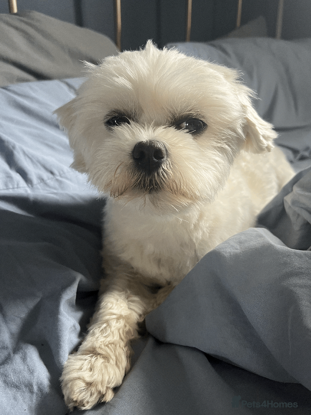 Maltese dogs for stud: Meet Miko! - Image 8