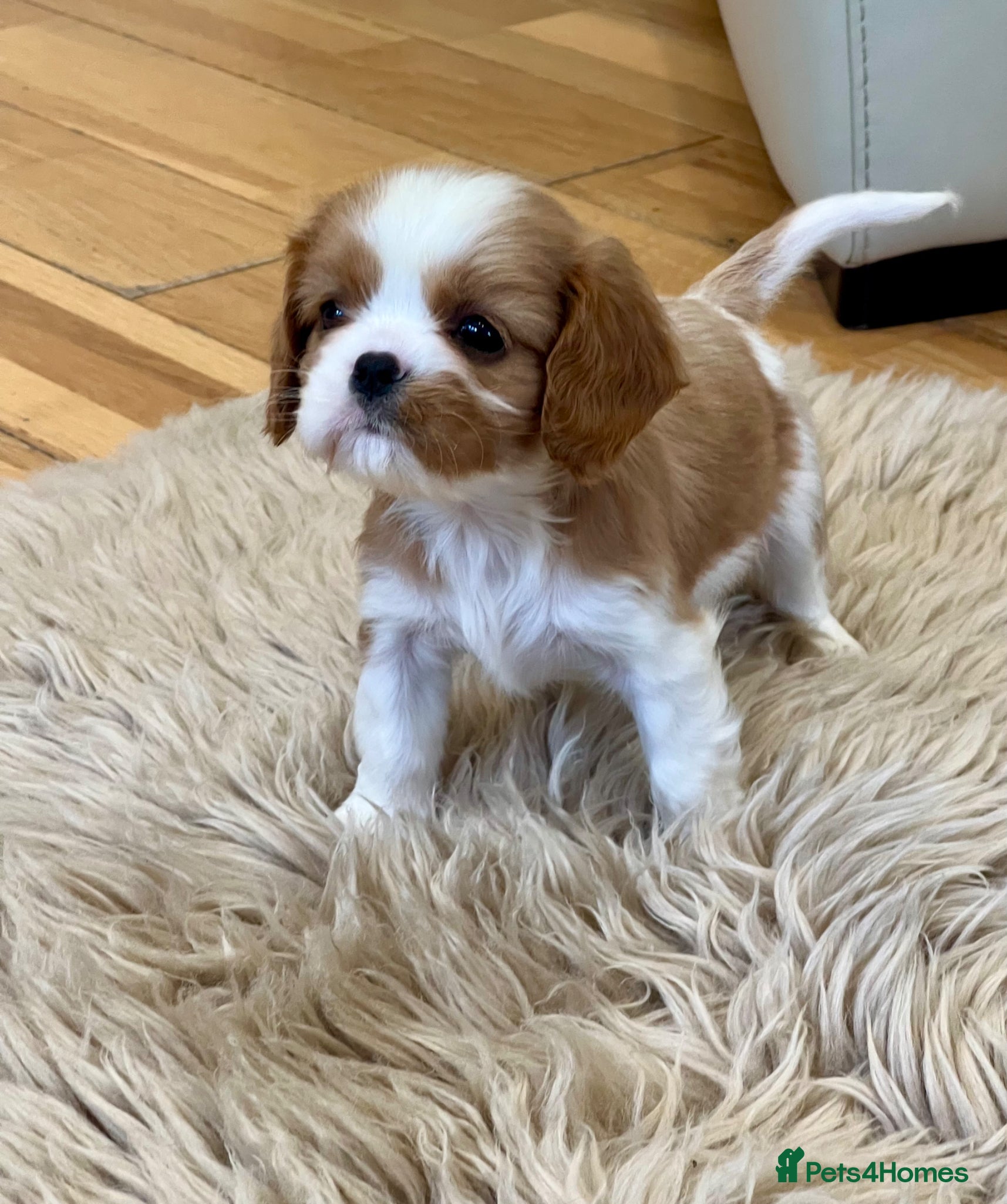 Cavalier King Charles Spaniel dogs Kc Reg, fully health tested CKCS licensed breeder - Advert 2