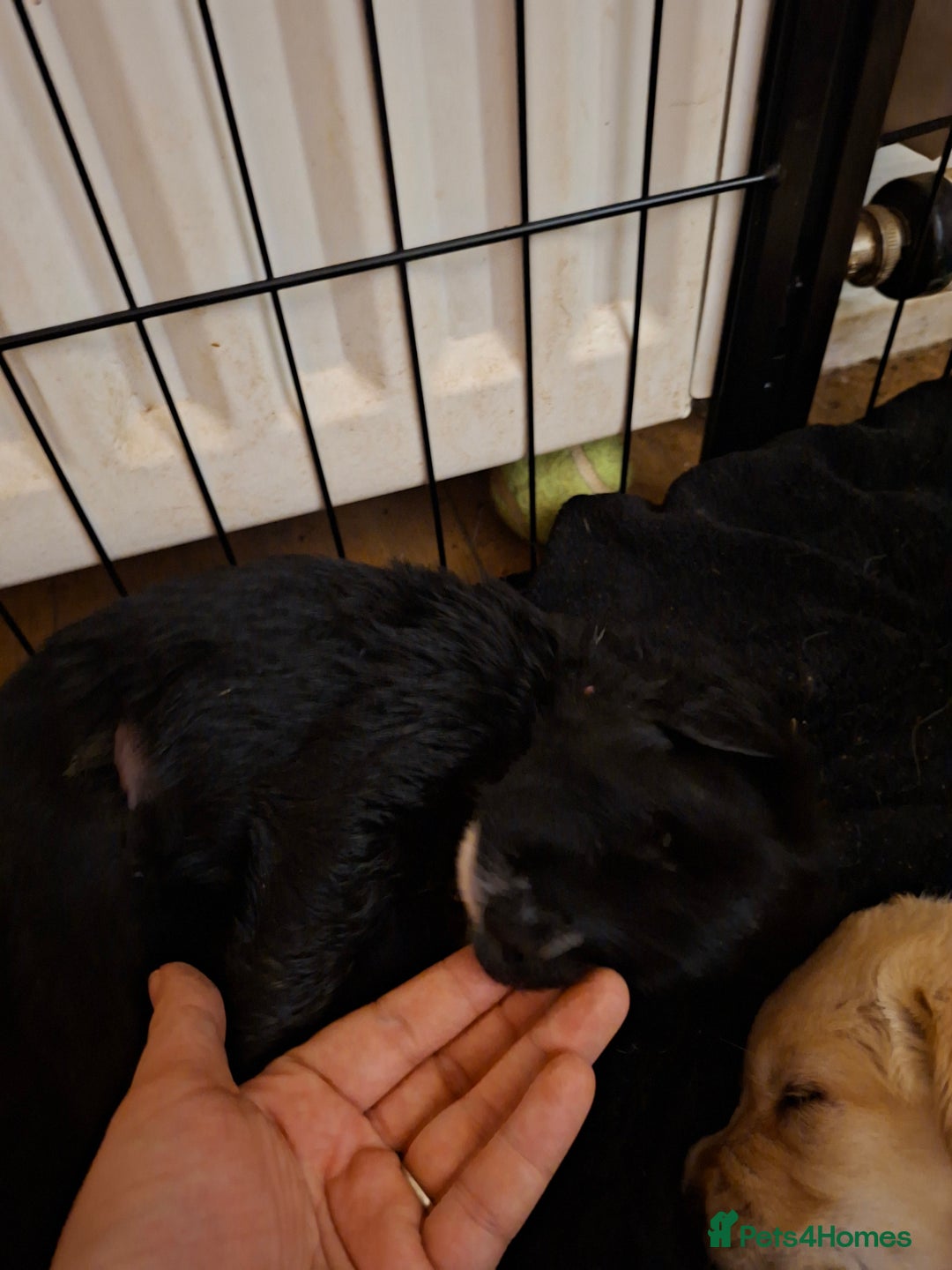 Mixed Breed dogs for sale: 1 boys left f1 border retreiver black/white left - Advert 16