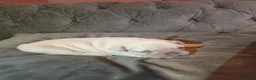 French Bulldog dogs for sale: Beautiful  French  Bulldog  kc reg  PUPPIES  in Hull - Advert 12