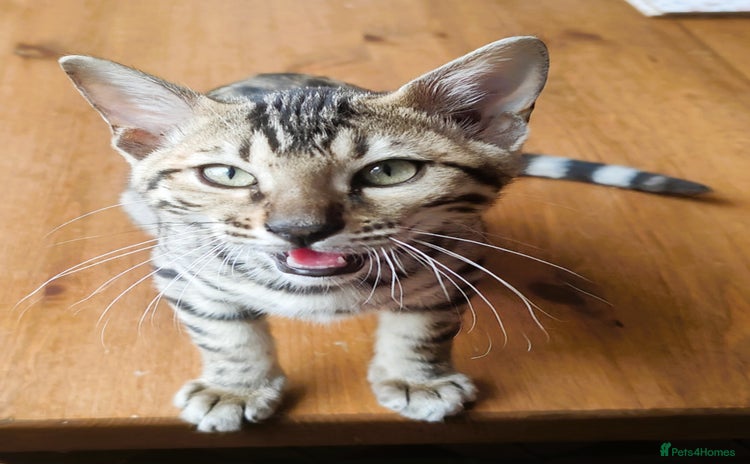 Bengal cats - Advert 14