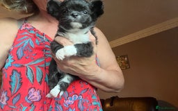 Chihuahua dogs for sale: KC chihuahua long haired boy pup ready now  - Image 6