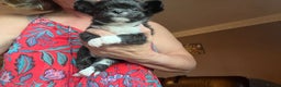 Chihuahua dogs for sale: KC chihuahua long haired boy pup ready now  - Advert 6