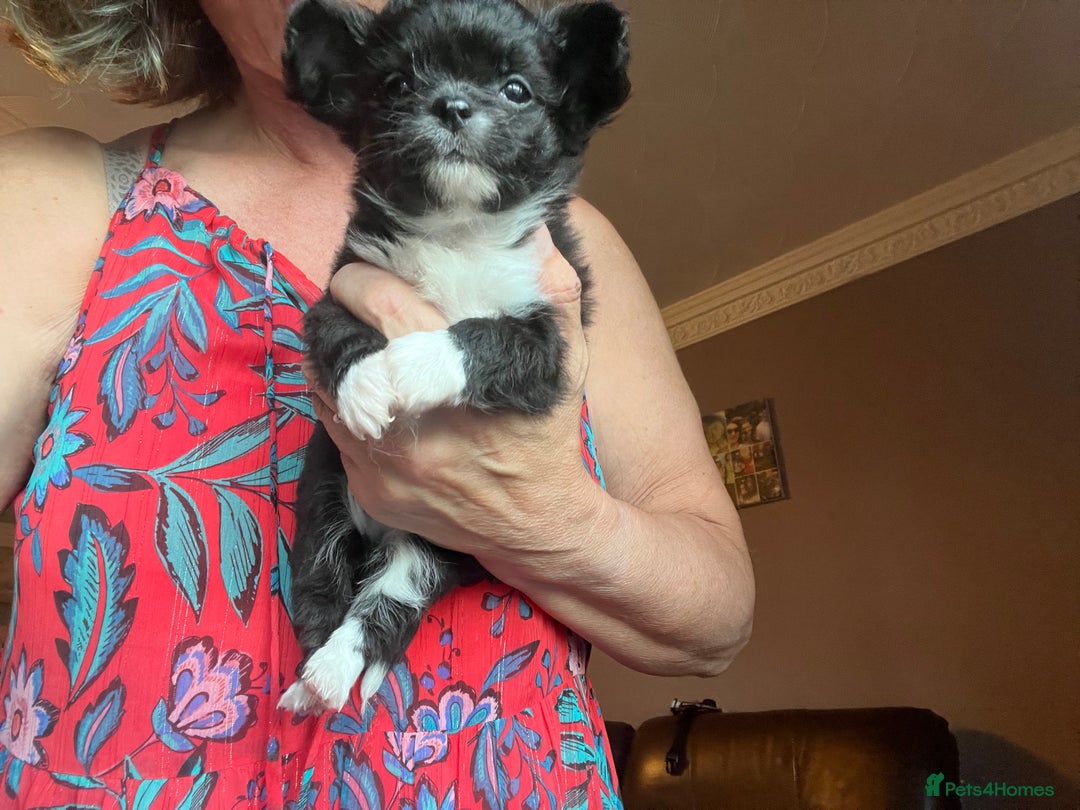 Chihuahua dogs for sale: KC chihuahua long haired boy pup ready now  - Image 6