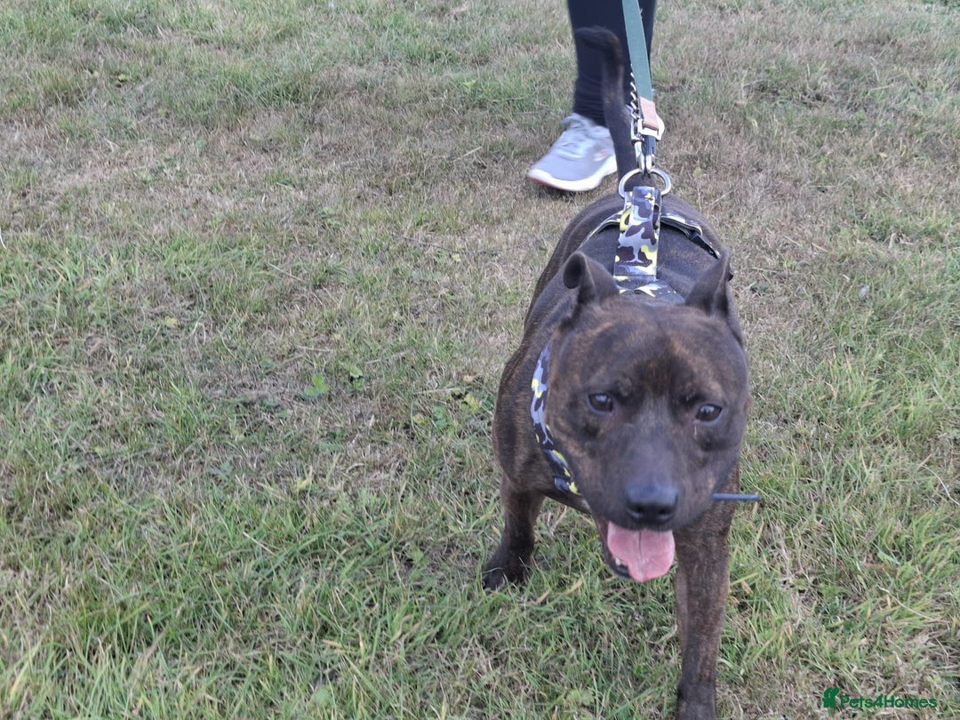 Staffordshire Bull Terrier dogs for sale: 5yr old male staffy - Image 2