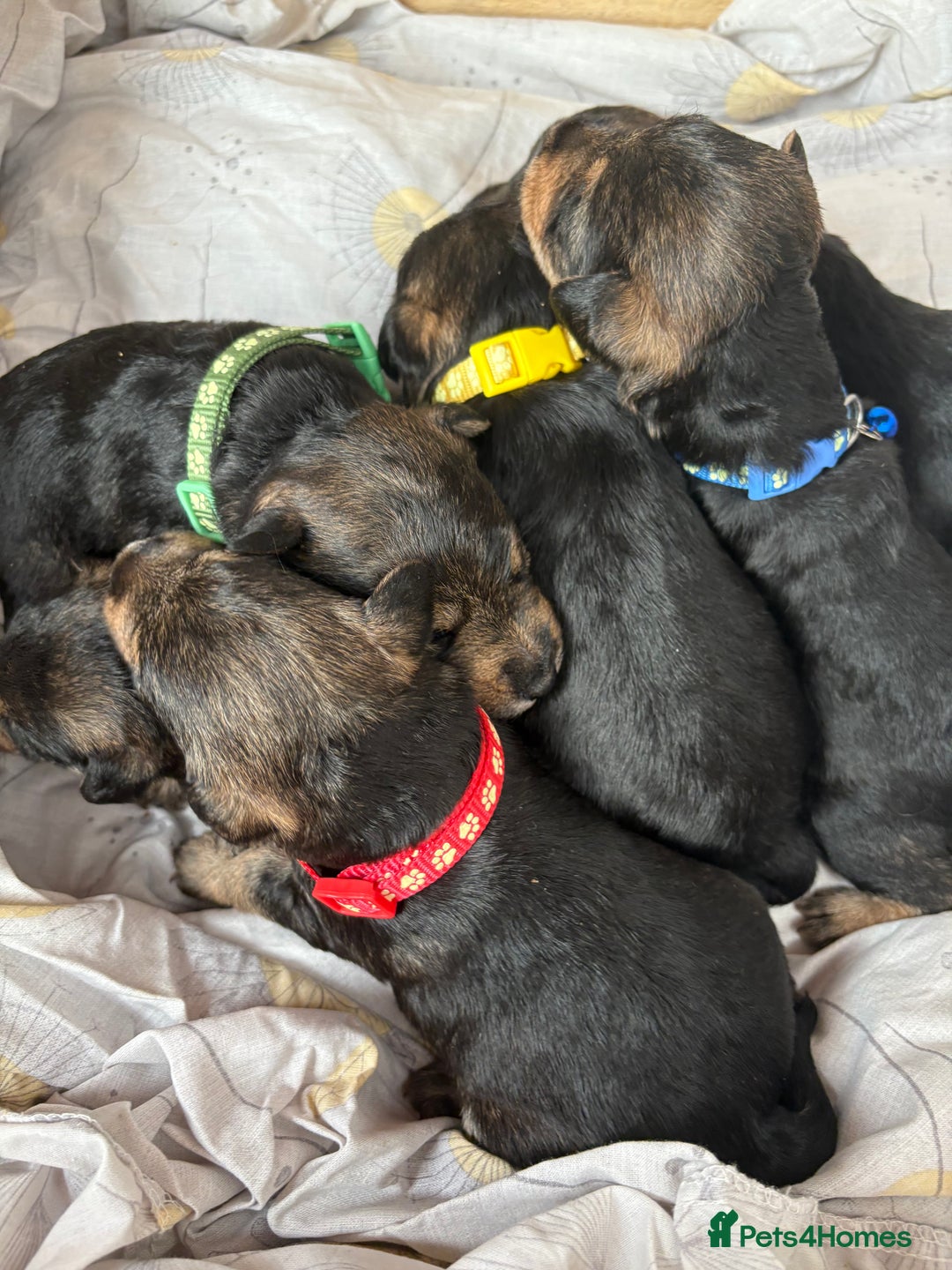 Mixed Breed dogs for sale: Wowauzer puppies for sale. Schnauzer x Welshie - Advert 2