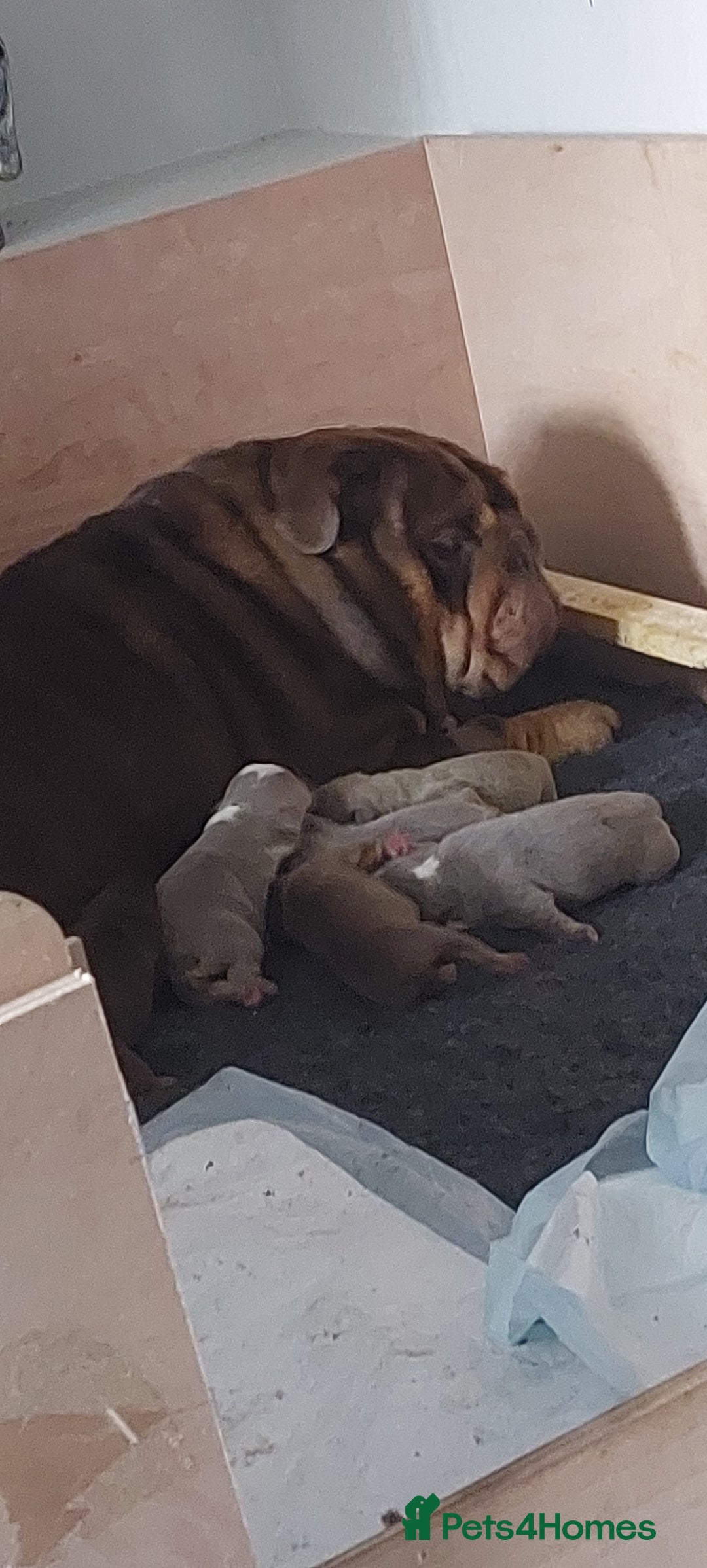 English Bulldog dogs for sale: Stunning bulldogs  - Image 4