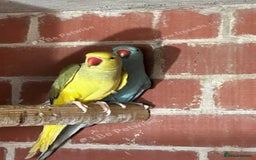 Parrots birds for sale: Male indian ringneck parrot  - Image 1
