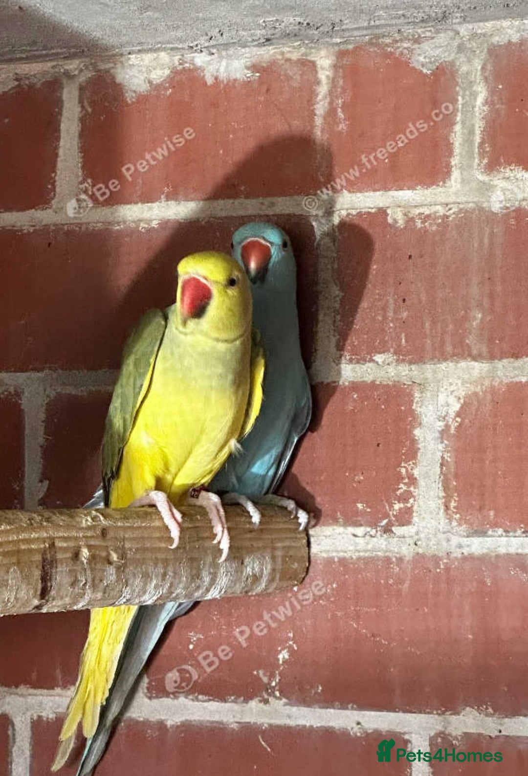 Parrots birds for sale: Male indian ringneck parrot  - Image 1