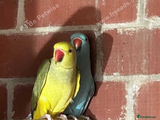 Parrots birds - Advert 20