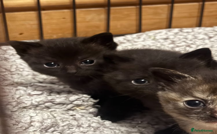 Domestic Shorthair cats Last male kitten ready to leave for loving home.  - Advert 14