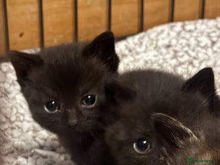 Domestic Shorthair cats Last male kitten ready to leave for loving home. - Advert 10