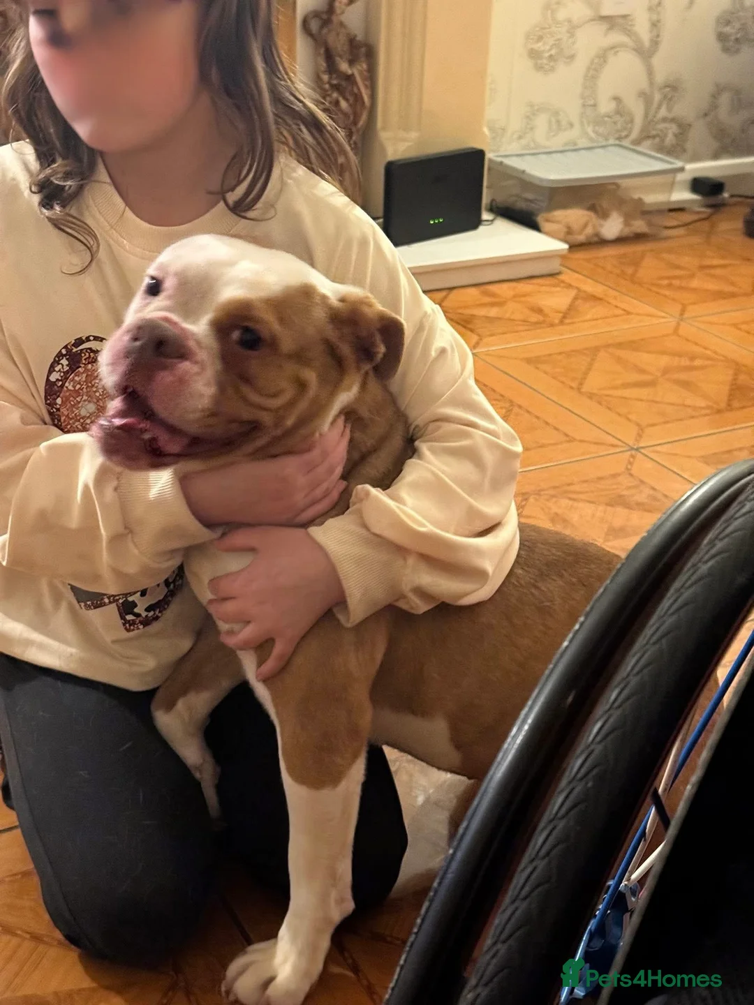 Old Tyme Bulldog dogs for sale: Beloved Old English Bulldog  - Advert 7