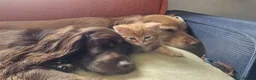 Mixed Breed cats for sale: 6 kittens. Mixed Maincoon and Persian  in Newbury - Advert 14