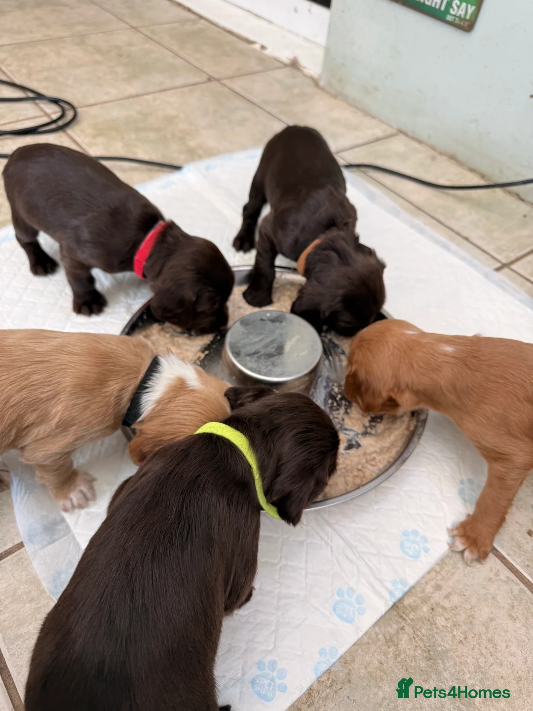 Sprocker dogs for sale: Sprocker Pups - Advert 14