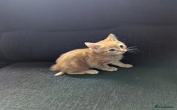 Manx cats for sale: Manx/Calico kittens for sale  - Image 9
