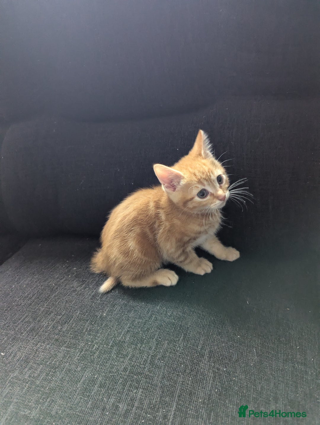 Manx cats for sale: Manx/Calico kittens for sale  - Image 9