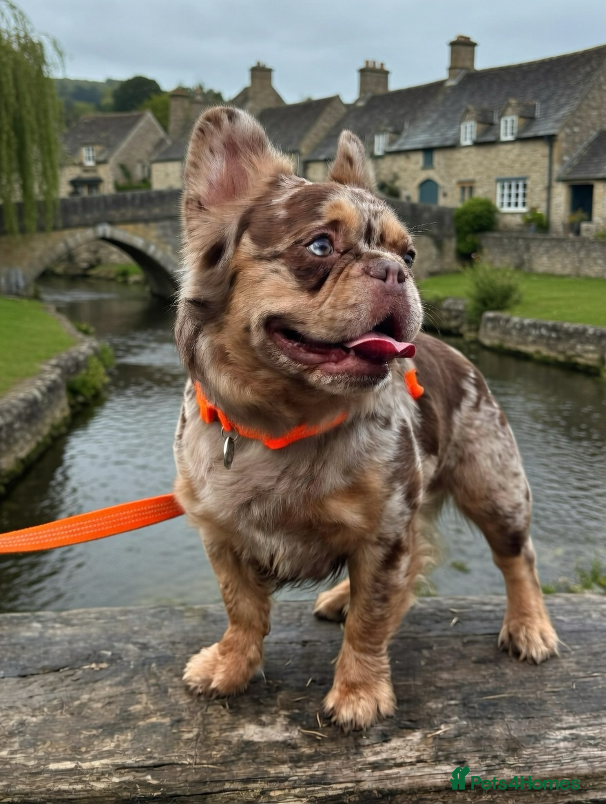 French Bulldog dogs Visual Fluffy New Shade Rojo Tri Merle 🦁🍫🎨  - Advert 1