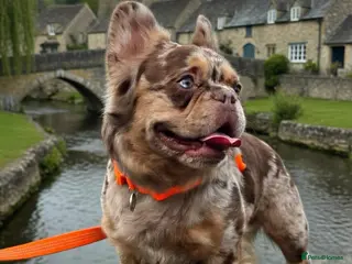 French Bulldog dogs Visual Fluffy New Shade Rojo Tri Merle 🦁🍫🎨 - Advert 2