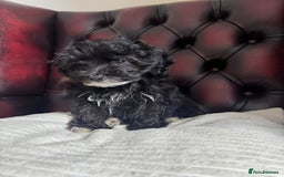 Maltipoo dogs for sale: Gorgeous tiny toy F1 Maltipoo puppies  - Image 3