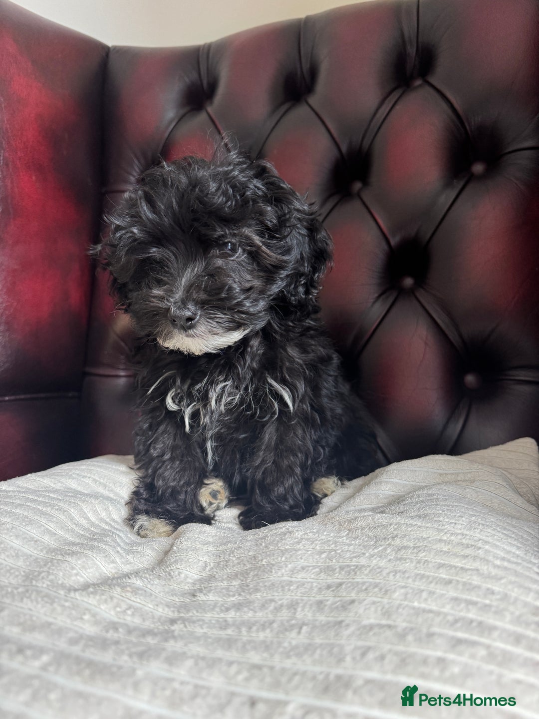 Maltipoo dogs for sale: Gorgeous tiny toy F1 Maltipoo puppies  - Image 3