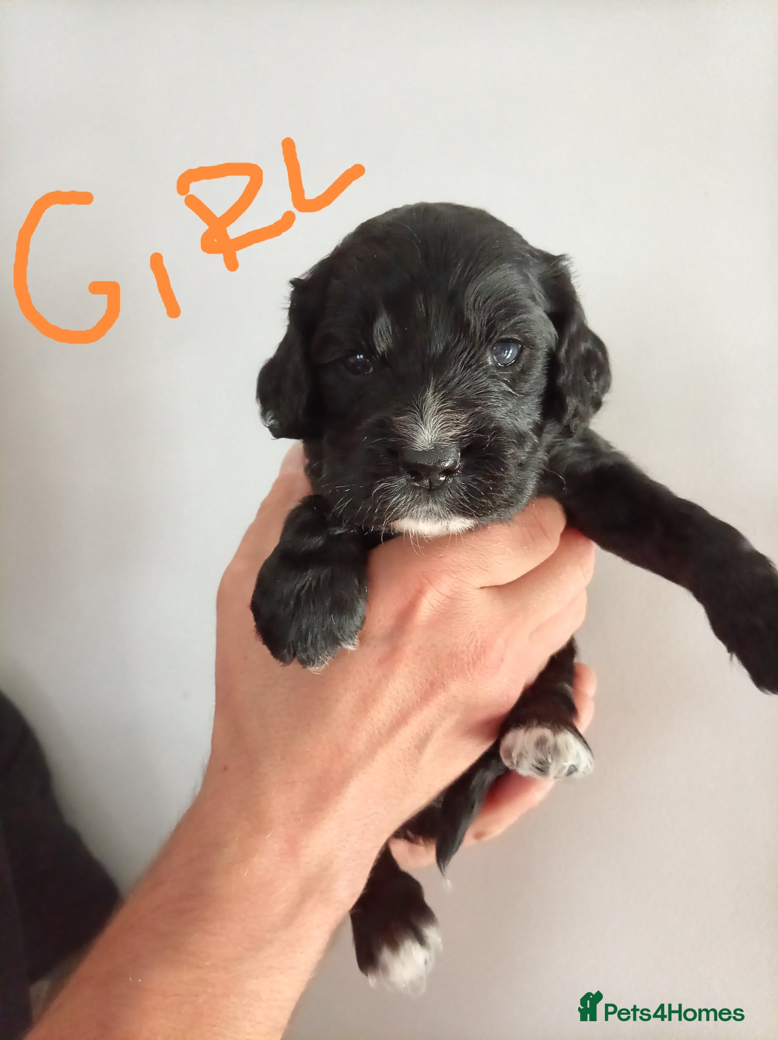 English Springer Spaniel dogs for sale: Springiel spaniel  - Advert 5