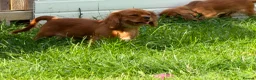 Cavalier King Charles Spaniel dogs for sale: KC REG FULLY VACCINATED RUBY CAVS READY NOW  - Advert 9