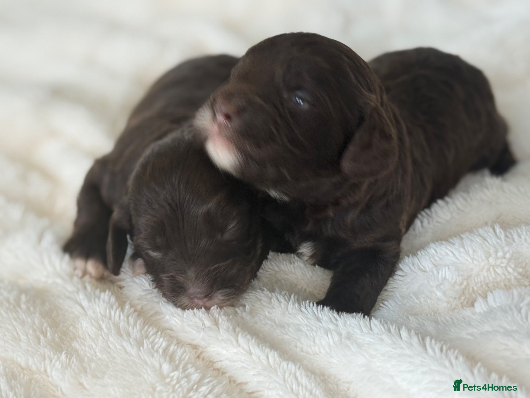 Cavapoo dogs Chocolate F1 Cavapo’s  - Advert 1