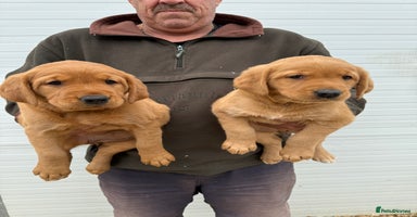 Goldador dogs - Advert 8