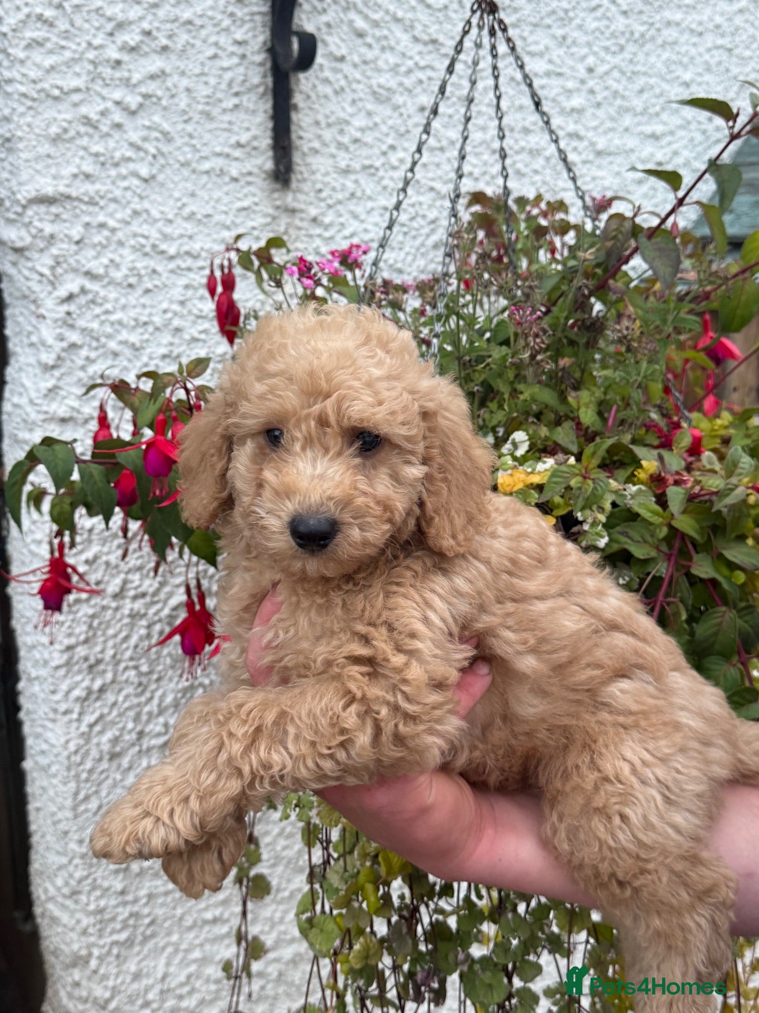 Labradoodle dogs Ready Now F1B Miniature Labradoodles.  - Advert 3