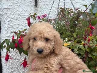 Labradoodle dogs Ready Now F1B Miniature Labradoodles. - Advert 3
