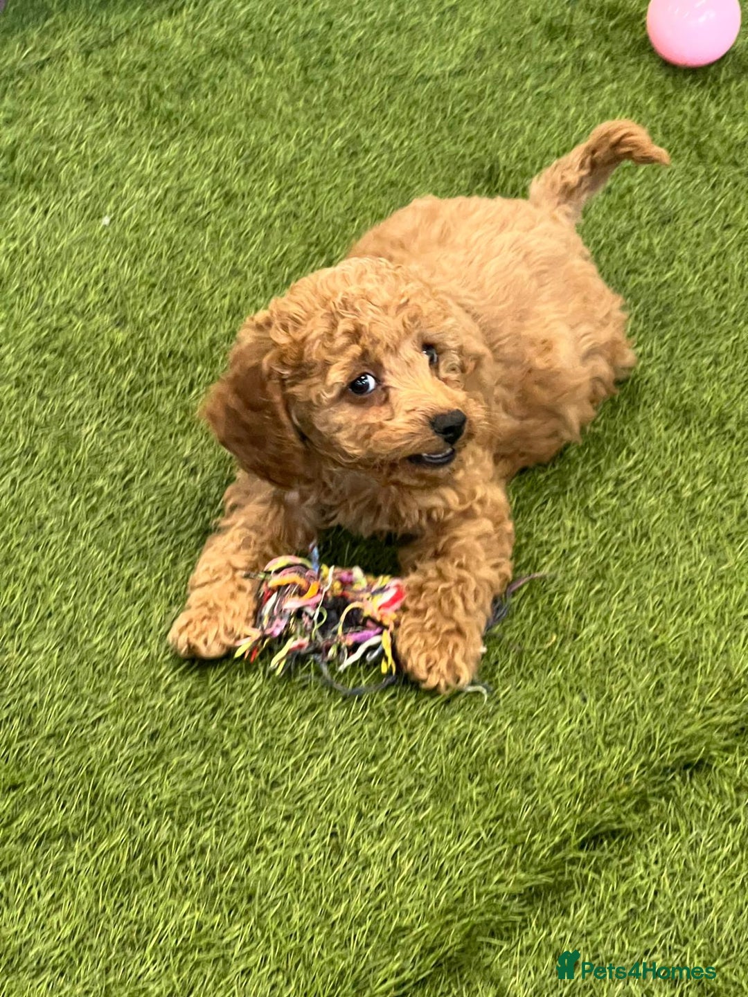 Cockapoo dogs for sale: F2 Cockerpoos Ready for their new homes. - Advert 27