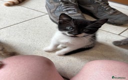 British Shorthair cats for sale: Kittens  - Image 8
