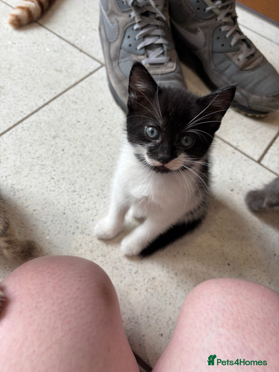 British Shorthair cats for sale: Kittens  - Image 8