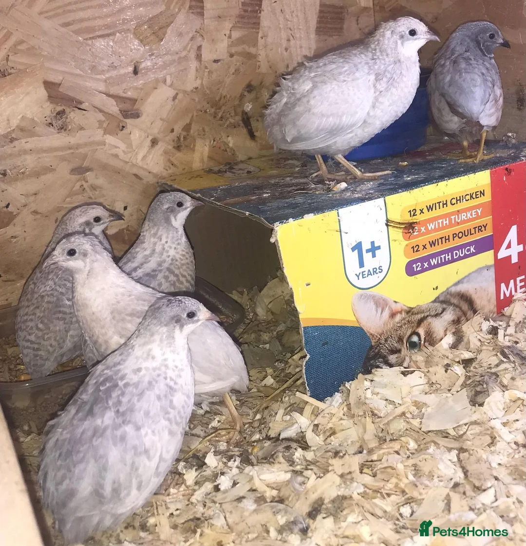 Quail poultry for sale: QUAIL EGGS/CHINESE PAINTED BUTTONS ! - Advert 30