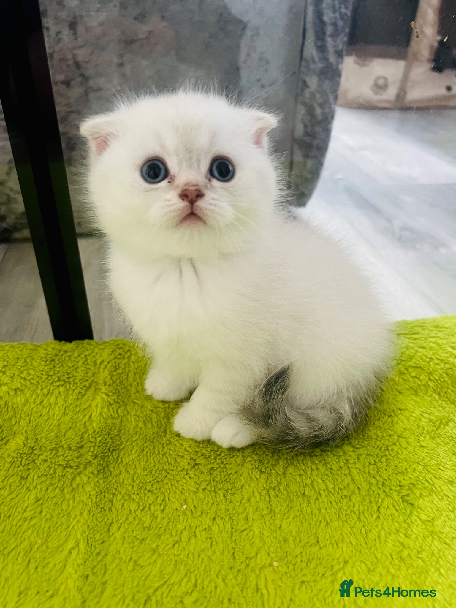 Scottish Fold cats Scottish fold and straight kittens - Advert 6