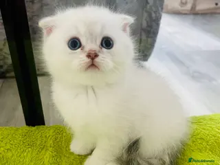 Scottish Fold cats Scottish fold and straight kittens - Advert 6